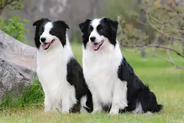 十大受欢迎的宠物狗,狗狗宠物爱好者必看!