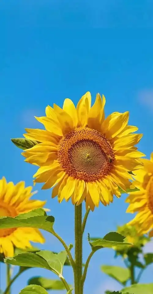 植物花卉高清壁纸护眼唯美小清新挺养眼的