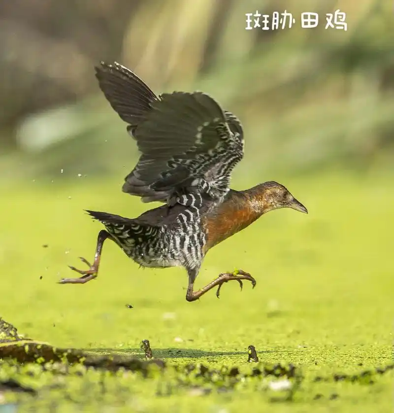 长白山野生鸟类之44～斑胁田鸡 国家二级重点保护动物 #长白 - 抖音