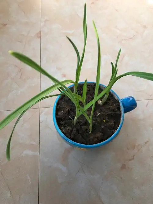 我们老师要我们回家种植物.妈妈说好啊!种大蒜吧!生长快又可以吃