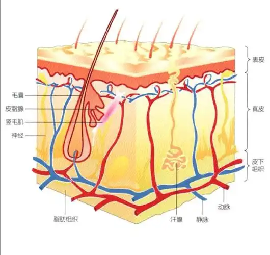 这个小化工厂存在于表皮最底层也就是基底层,此处涉及到皮肤的层次