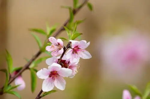 【高清图】阳春3月桃花记-中关村在线摄影论坛