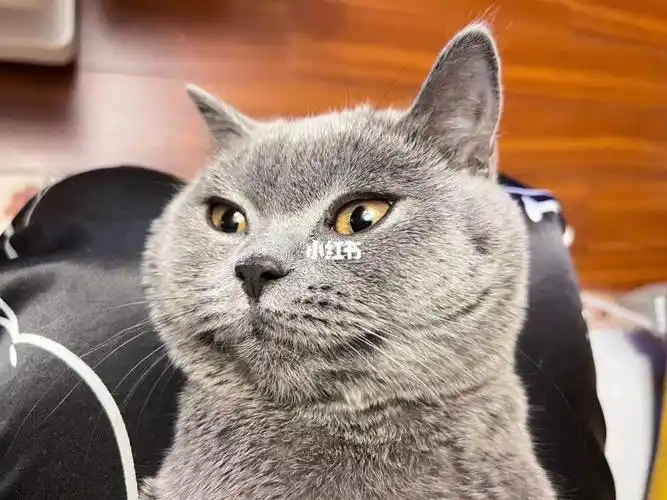 6斤 发腮了 十分圆润#猫咪发腮  #新手养猫  #吸猫