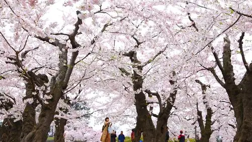 走进北海道～函馆樱花不负卿之(二)