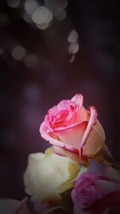 摘得玫瑰花一朵此生此意不闪躲