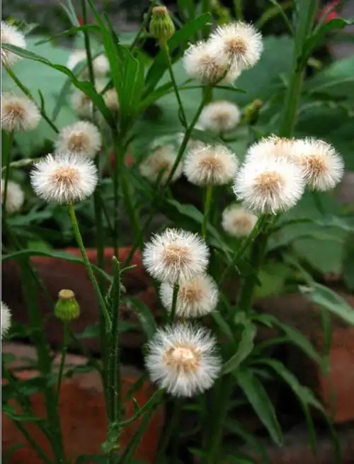 飞蓬图片和介绍