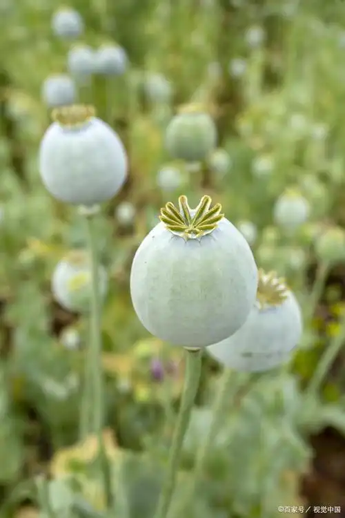 蜜罂粟和罂粟有什么区别?两种独特植物的探索与对比