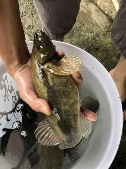 鲜活笋壳鱼沙塘鳢700g750g现杀冰冻活寄不包售后115125