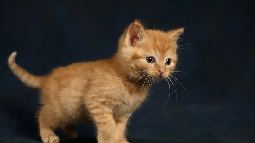 毛茸茸的棕色小猫 壁纸