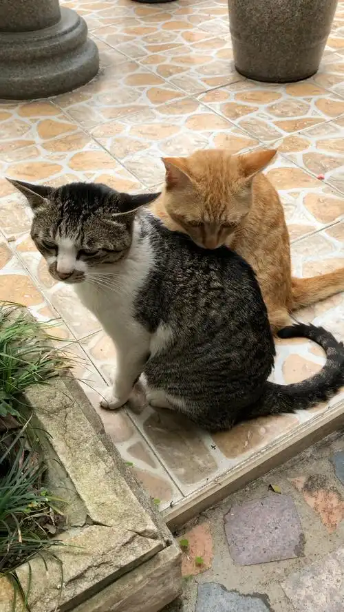 一对恩爱的猫咪夫妻.