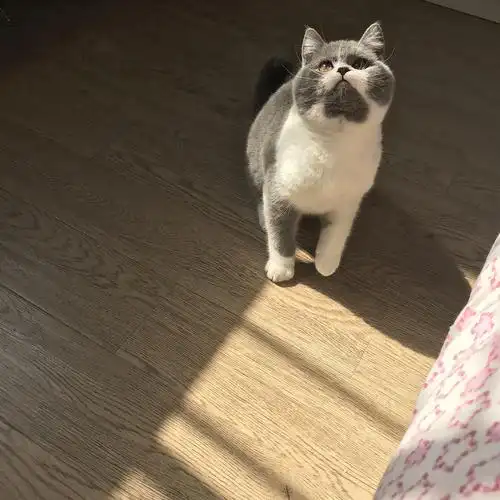 求帮忙鉴定一下这个是什么英短串串?