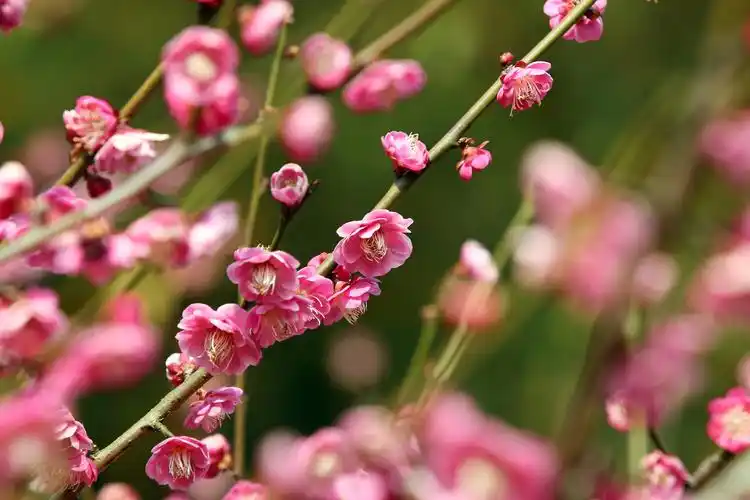 世纪公园梅花之朱砂梅,白梅和腊梅