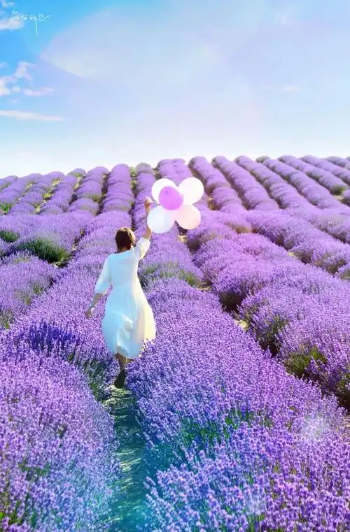 新疆伊犁薰衣草正开放大咖教你如何在花田拍美照
