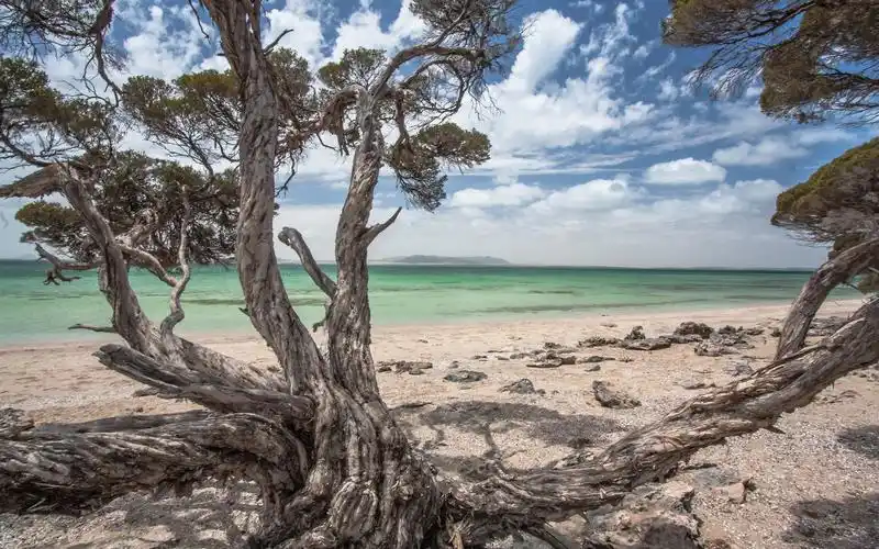 树,沙滩,海 640x1136 iphone 5/5s/5c/se 壁纸,图片,背景,照片