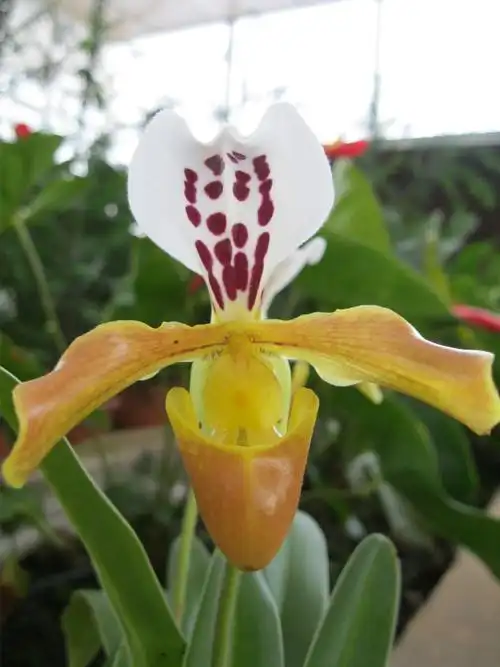 兜兰,求鉴定.种名,拉丁名.