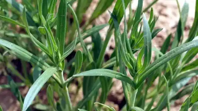 农村地里的这个野菜农民把它当害草除去却不知是餐桌上的美味