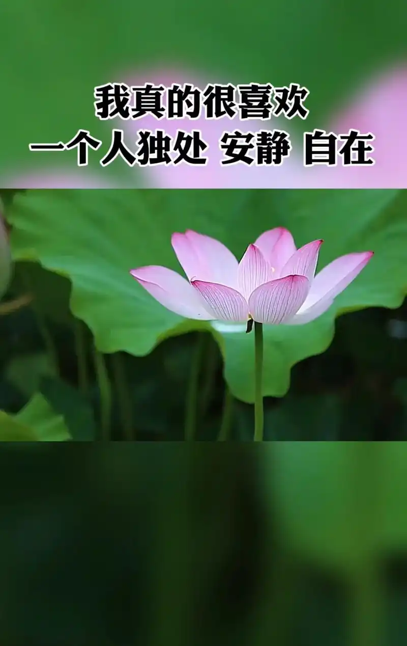 我真的很喜欢一个人独处,安静,自在,不受拘束,不用迁就,可能 - 抖音