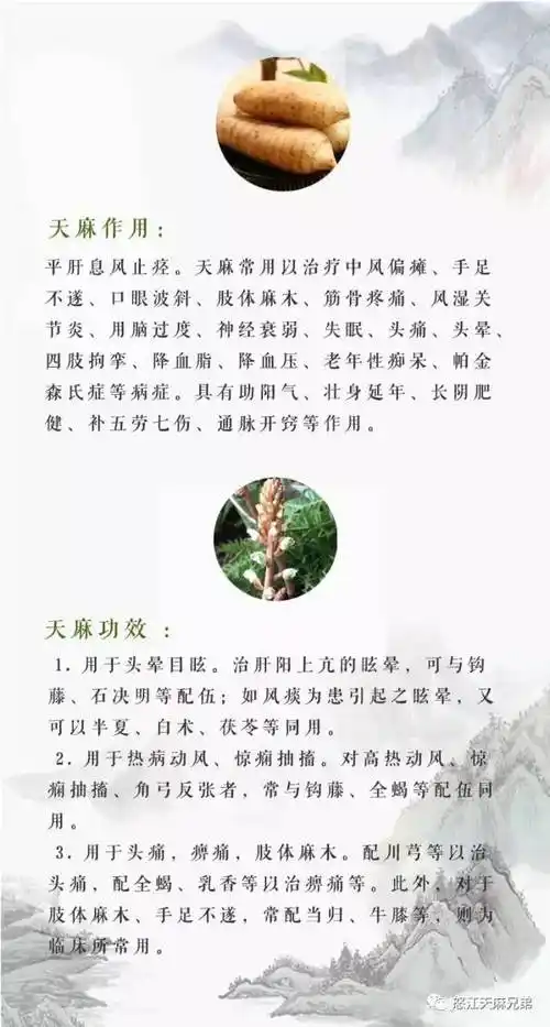 新鲜天麻的功效与吃法具体是什么呢?