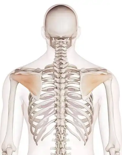 深入学习了解肩胛骨