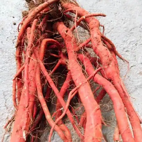 年现挖新鲜野生丹参条整棵中药材紫丹参血参根丹参1斤装 3斤鲜丹参