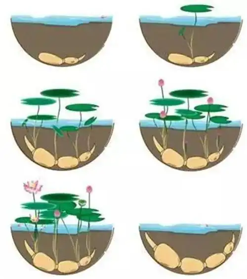种藕种植,莲的生长过程(图片来自网络)