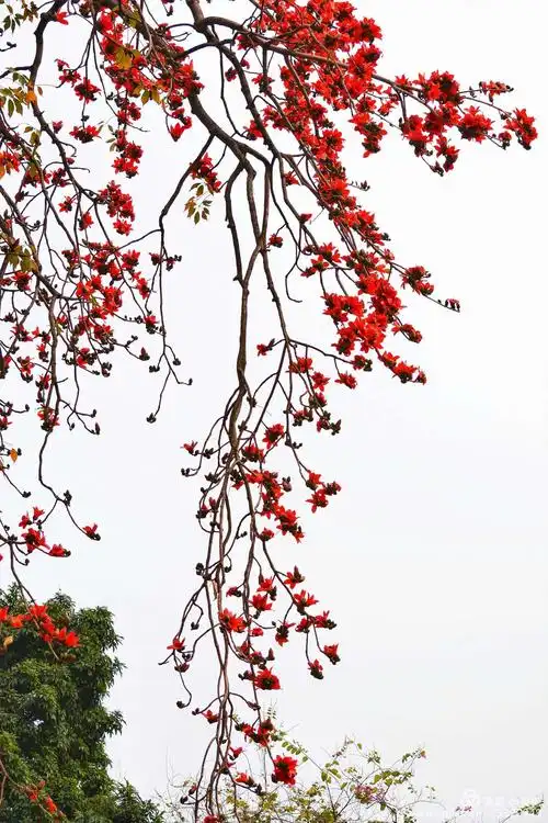 广州市英雄树红木棉盛放