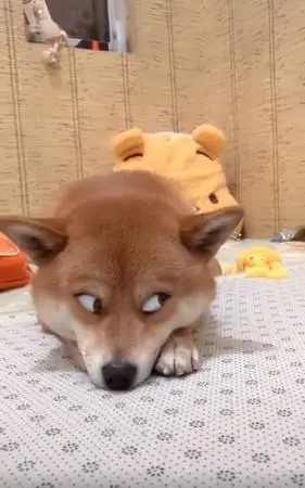 柴柴斗鸡眼死鱼眼2千人笑翻好烦