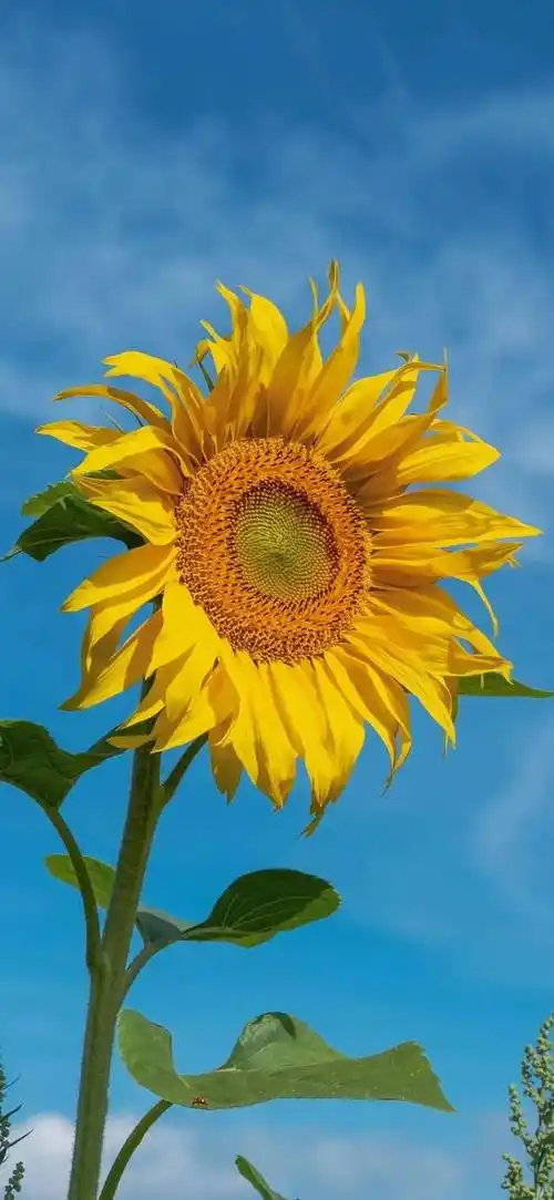 1080p高清iphone手机全屏壁纸