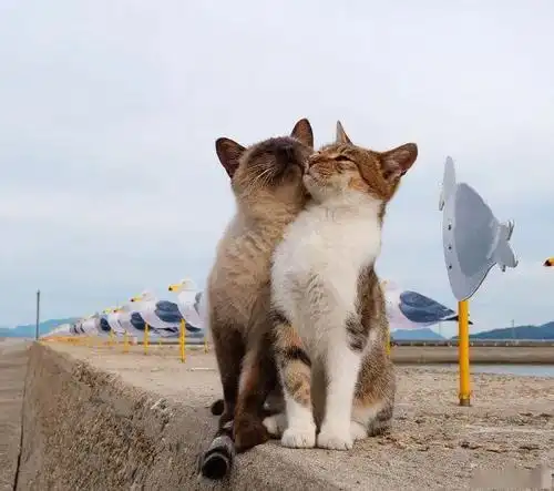 成双成对秀恩爱的猫咪,可爱暴击,我酸了!