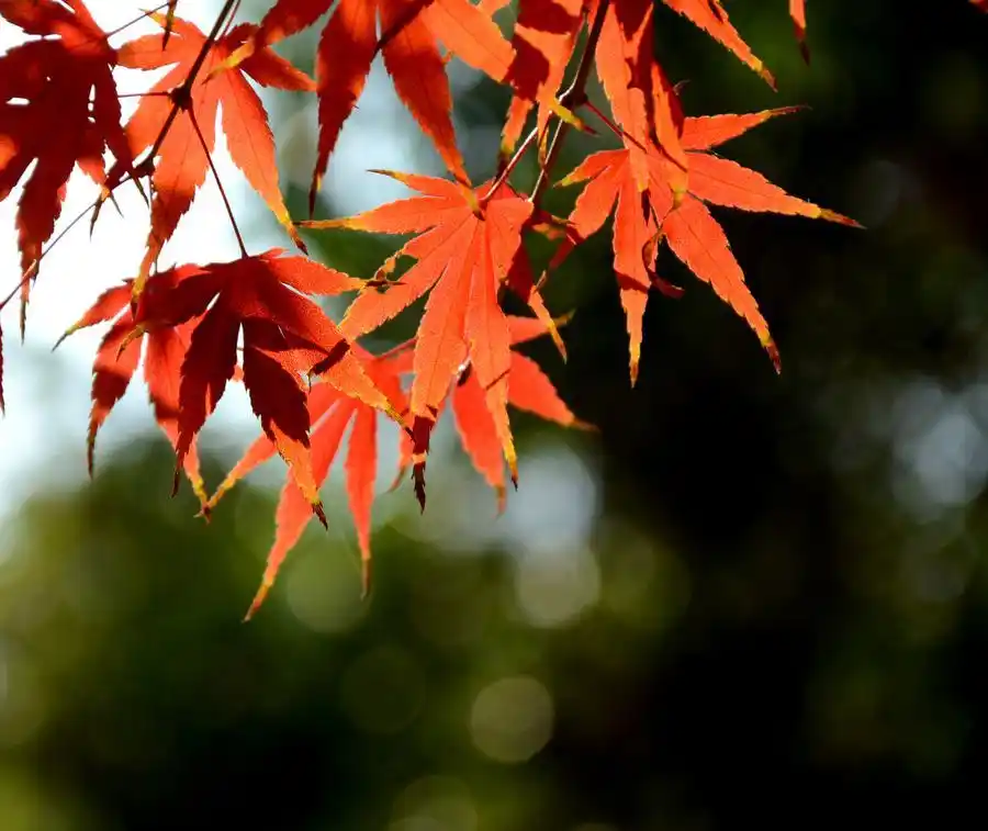 秋天最美红色枫叶