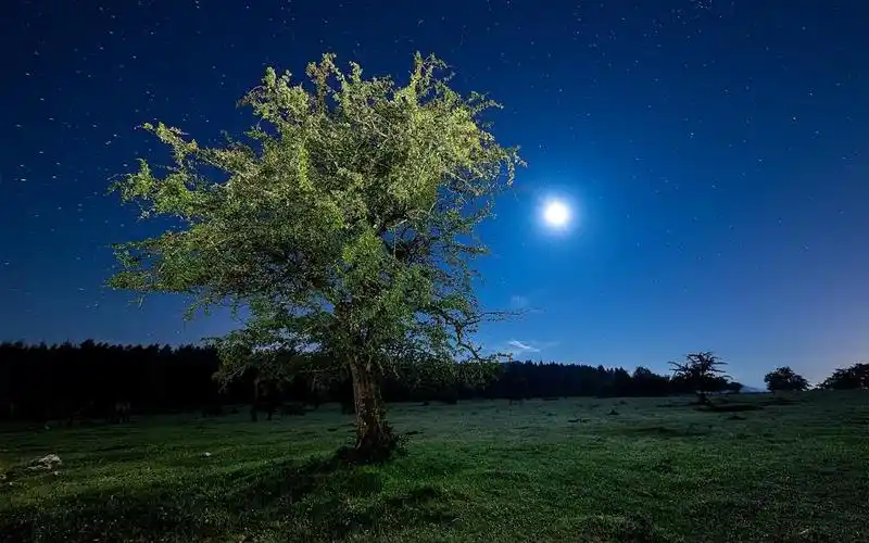 树,夜晚,满天星斗的天空,夏天