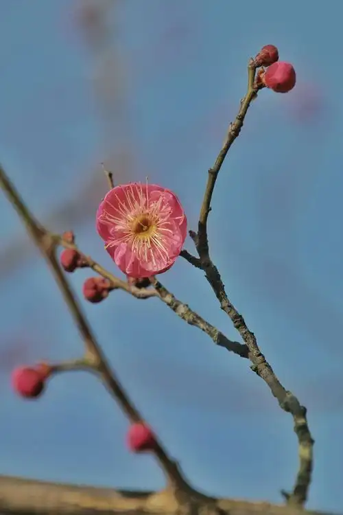 有种中国精神叫梅花