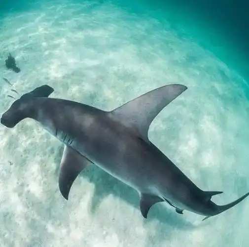 1米,主食为底栖软骨鱼,性情虽不如虎鲨,牛鲨凶猛,但若有机会,它能做出