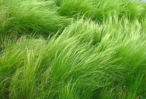 细叶针茅英桦园林细叶针茅哪家好