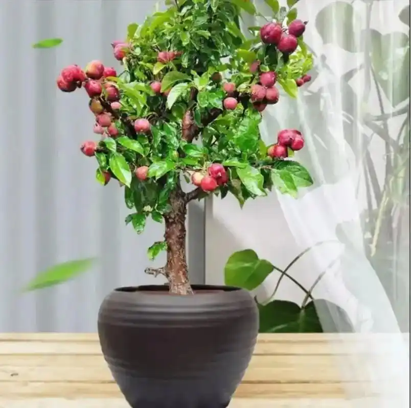 精品盆景 观花观果海棠盆景 - 抖音