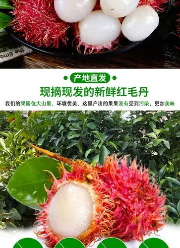 【现摘新鲜红毛丹1斤特级】热带新鲜水果毛荔枝红牡丹非海南 新鲜2斤