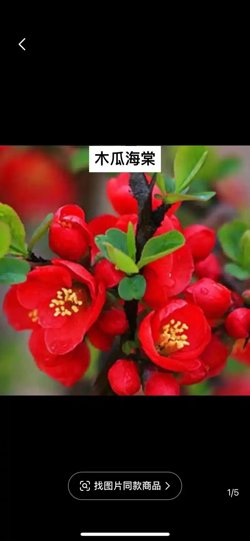 品种海棠总有一款你喜欢#海棠花 #年宵花 #盆景 #海棠 - 抖音