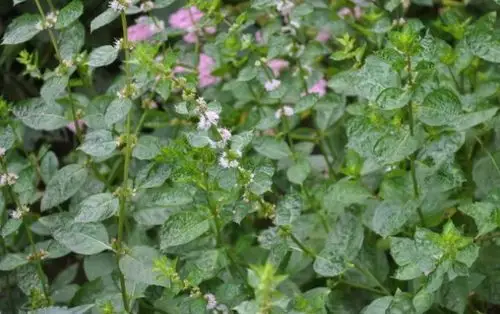 皱叶留兰香的形态特征