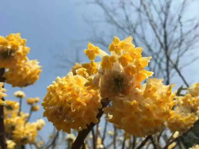 2 分钟前  提问者采纳 中文名:结香 别称:打结花,打结树,黄瑞香等