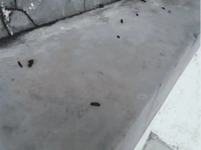 蝙蝠屎和老鼠屎怎么认