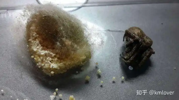 science 报道中国科学家发现一种蜘蛛可以分泌「乳汁」哺乳并长期养育