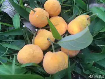 植物#每日科普##植物#有想尝一口白桂木果吗?