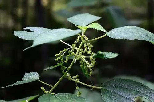 苎麻荨麻科苎麻属