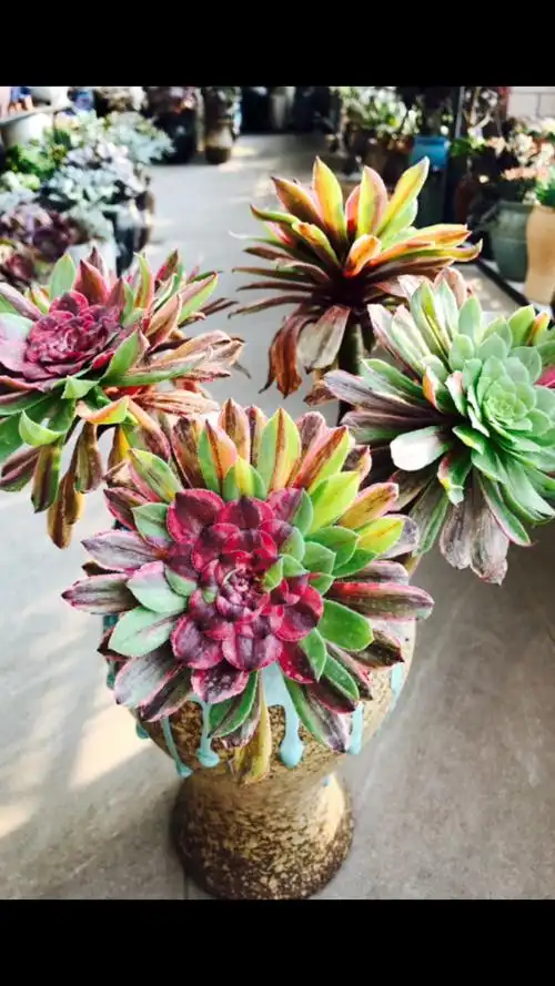 高端法师锦,花脸粉黛,完美.这是我养的最好看的法师,成就感满满的.