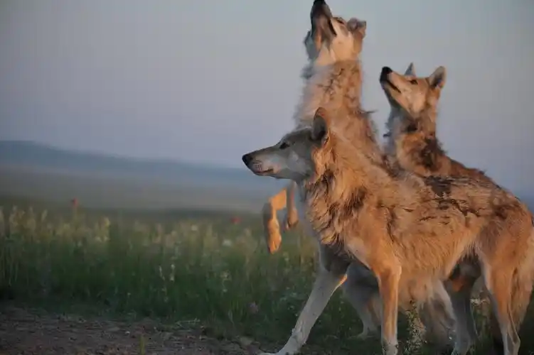 内蒙野狼谷——狼王
