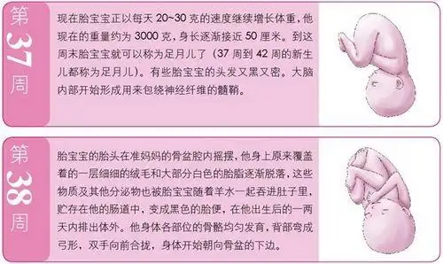 胎儿发育 《完美孕产全程细节》 > 正文  大多数的宝宝都将在这个月
