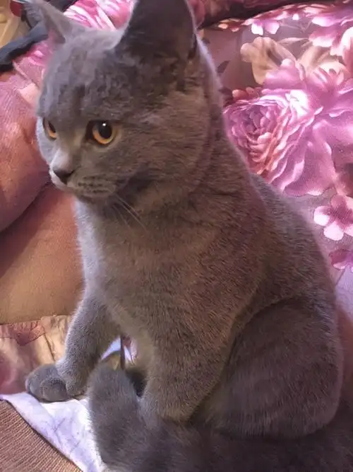 英短公蓝猫一岁出售