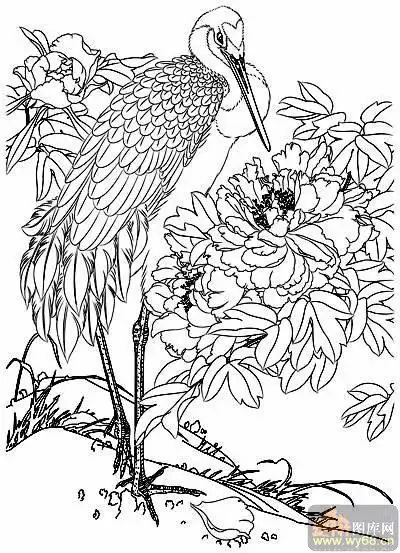 花开富贵-矢量图-仙鹤牡丹-36-路径牡丹图片