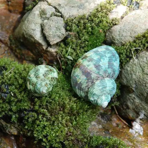特价天然绿蝾螺绿螺 2至4cm 家居装饰贝壳海螺鱼缸造景专用寄居蟹