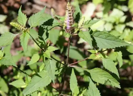 香薷图片香薷的功效与作用